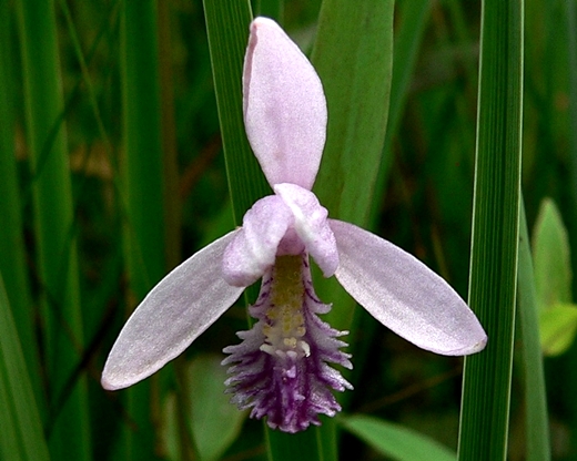 {Pogonia ophioglossoides}